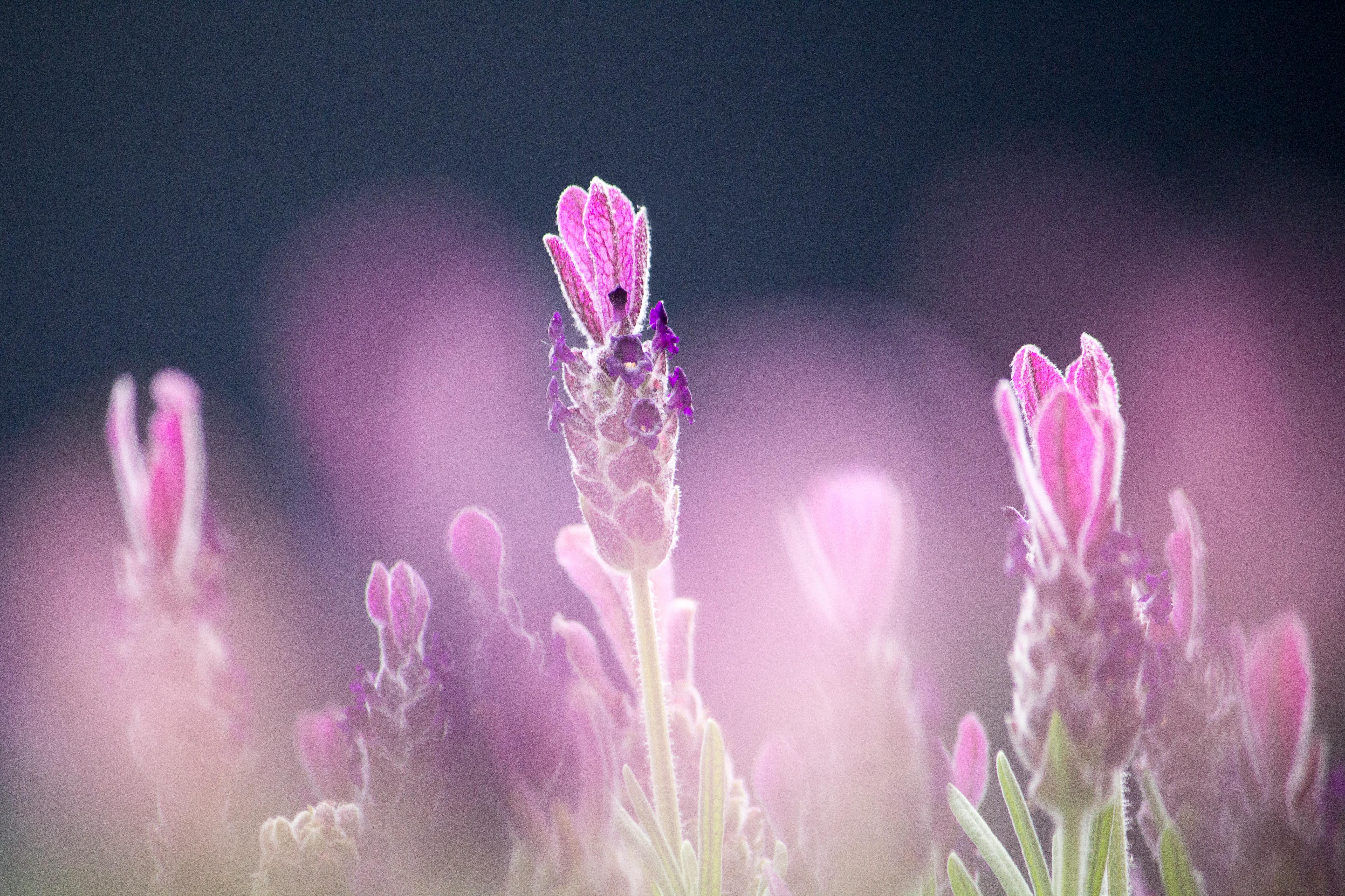 Licht op je Essentie